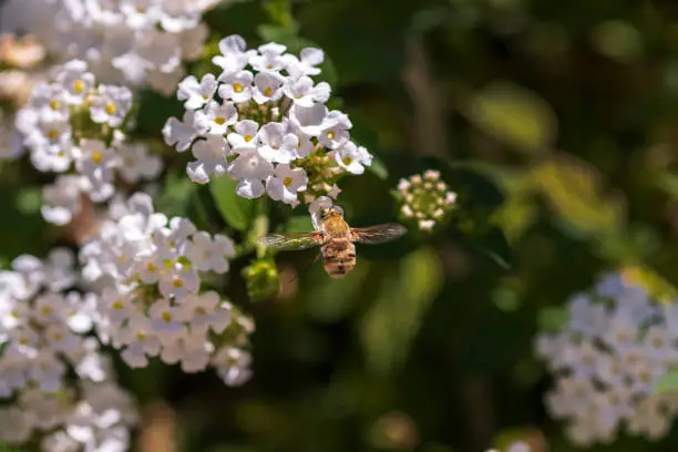 A bee, anthophora, in flight, approaching a flower on a white Lantana bush.