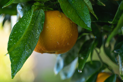 Orange fruit close up in the garden