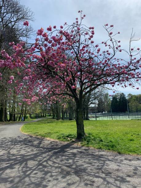 istock Cherry Blossom and Shadows Local Park Lockdown Walk 1221062352