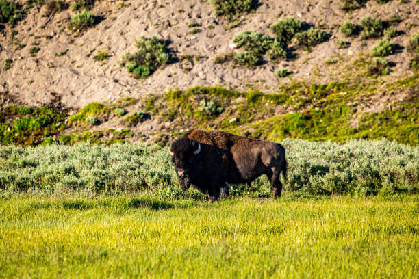 istock Bison Grazing at Yellowstone 1221062358
