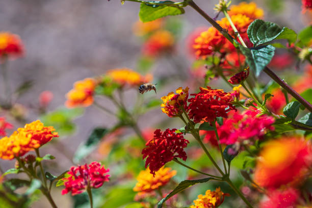 istock Bee. (Anthophora), Approaching a Flower on a Lantana Bush 1221062548