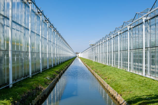 perspective view of a modern industrial greenhouse for tomatoes in the netherlands - greenhouse industry tomato agriculture imagens e fotografias de stock