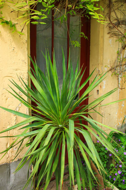 istock Yucca plant, a perennial shrub. 1221064589