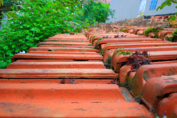 rooftop covered with moss and vegetation. Old roof cover. Protecting a house from the elements.