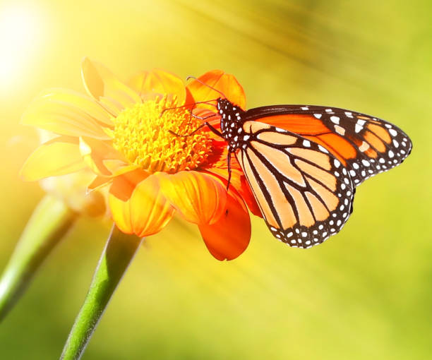Yellow swallowtail butterfly on a flower closeup