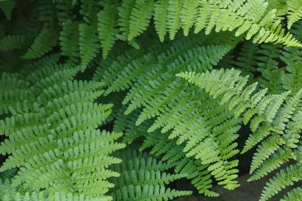 Closeup of wood fern Dryopteris Felix-mas leaves in a garden, UK