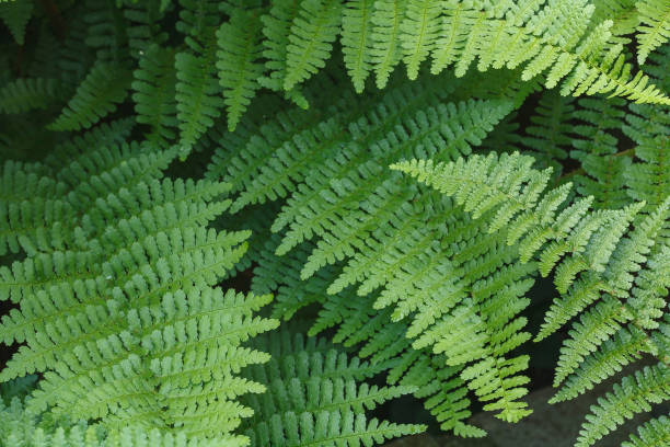 folhas de samambaia em um jardim, samambaia de madeira dryopteris felix-mas - samambaia - fotografias e filmes do acervo