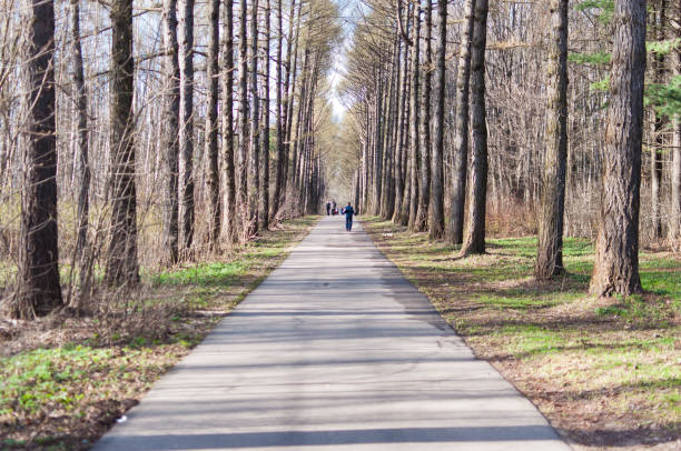 Forest road that goes into the distance.