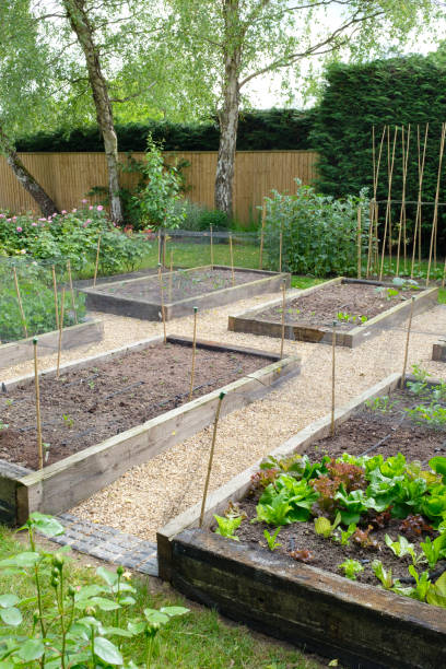 istock Vegetable gardening, vegetable beds, UK 1221068911
