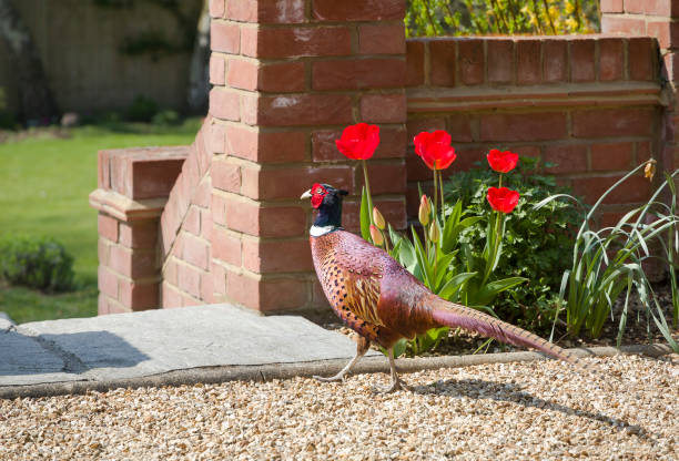 Male pheasant roaming in a garden, UK