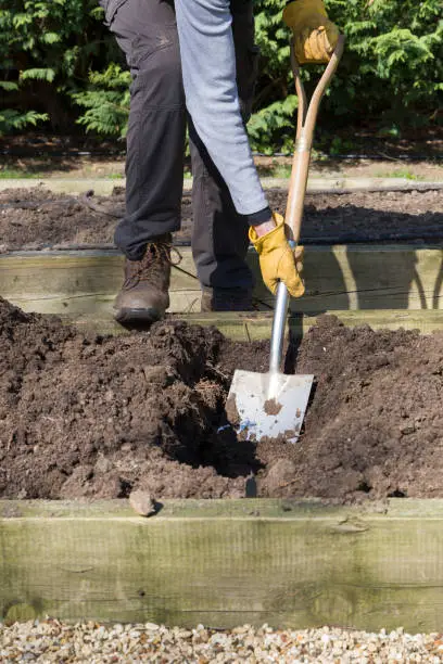 Photo of Digging in compost for growing vegetables, UK