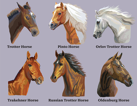 Set of portraits of horses breeds 3