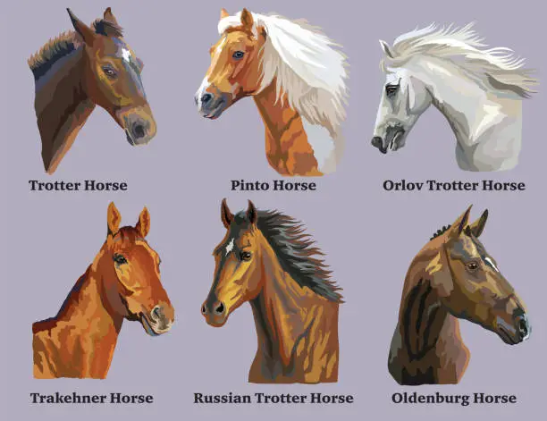 Vector illustration of Set of portraits of horses breeds 3