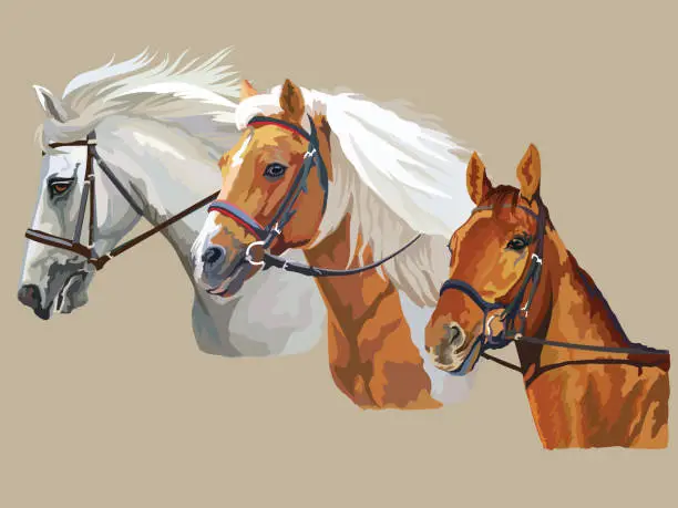 Vector illustration of Horses in bridle