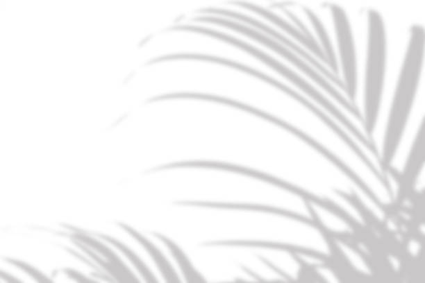 istock gray shadow of the palm leaves on a white wall 1221072875