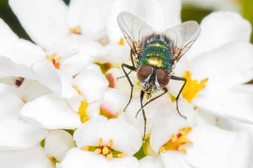 Flies are important pollinators in spite of the bad reputations