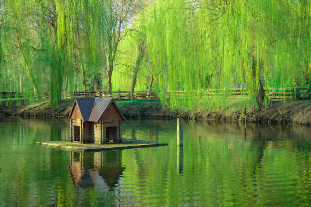 tierpflege vogelhaus schwimmen auf wasseroberfläche im park sommertag zeit landschaft landschaftlich - birdhouse animal nest house residential structure stock-fotos und bilder