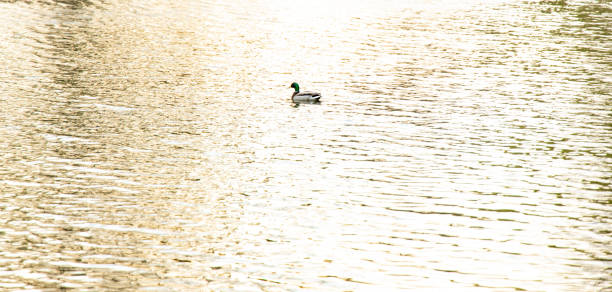 un pato flotar lago agua superficie tranquila en la noche suave sol que ilumina la vida animal en el entorno de la naturaleza fondo de pantalla fotografía - duffy fotografías e imágenes de stock