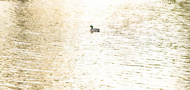 un'anatra galleggiare lago acqua calma superficie in serata sole morbido illuminazione vita animale in ambiente natura sfondo fotografia - duffy foto e immagini stock