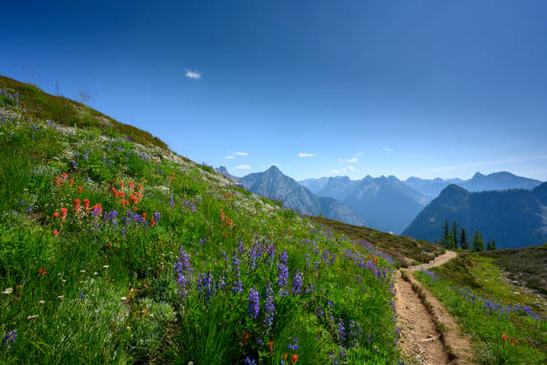 trilha corta flores silvestres em cascatas do norte - montana mountain lupine meadow - fotografias e filmes do acervo