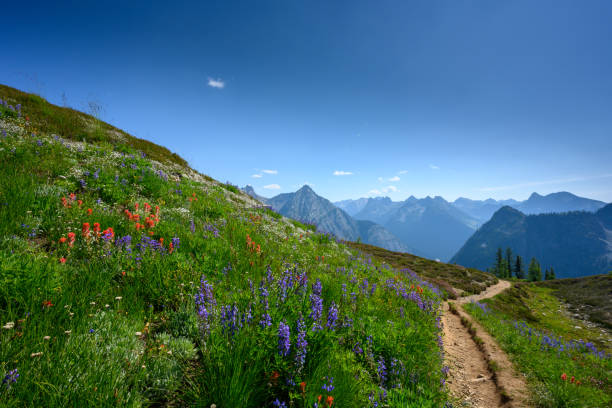 тропа прорезает дикие цветы в северных каскадах - montana mountain lupine meadow стоковые фото и изображения