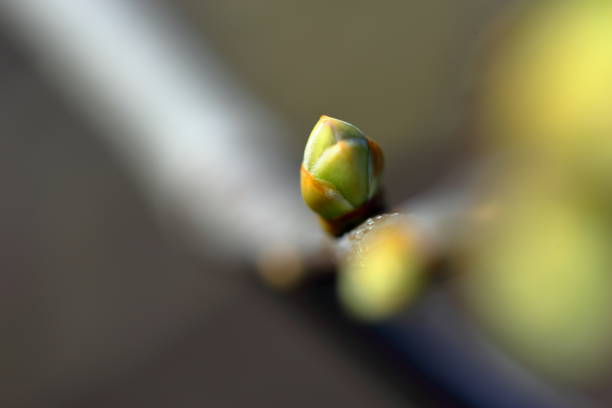 istock The Essence of Spring blooming moments under the sun light 1221079119