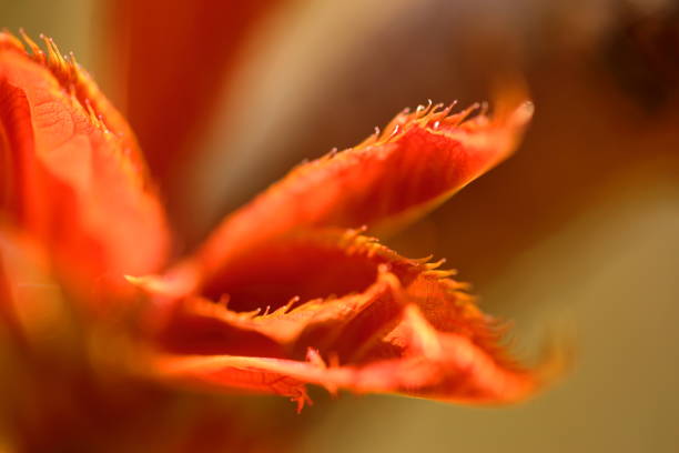 istock The Essence of Spring blooming moments under the sun light 1221079189