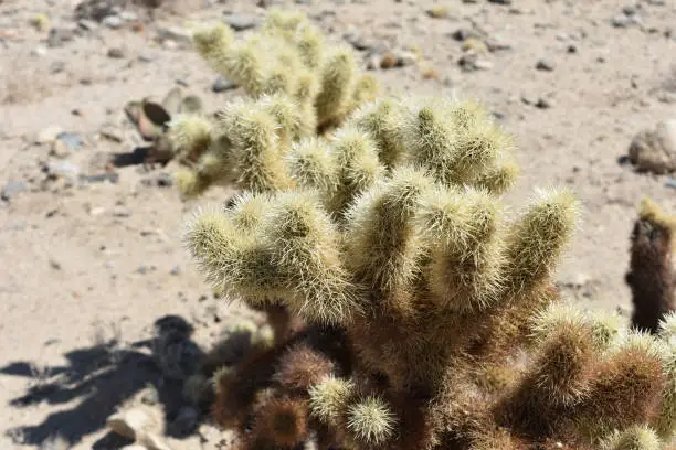 Sharp spines covering a cholla cactus in the desert.