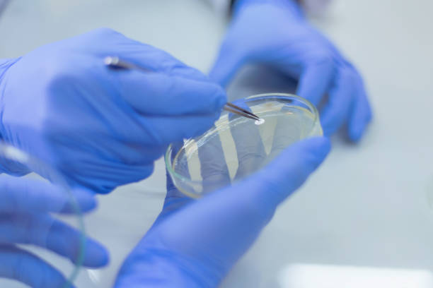 istock Two Young scientists working  in a laboratory and doing research, microbiological analysis, medicine. 1221079784