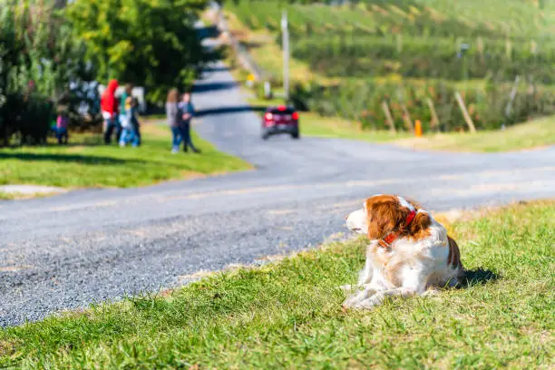 Apple orchard or vineyard landscape view with street road and countryside in Virginia closeup of one Brittany dog lying down on grass guarding territory