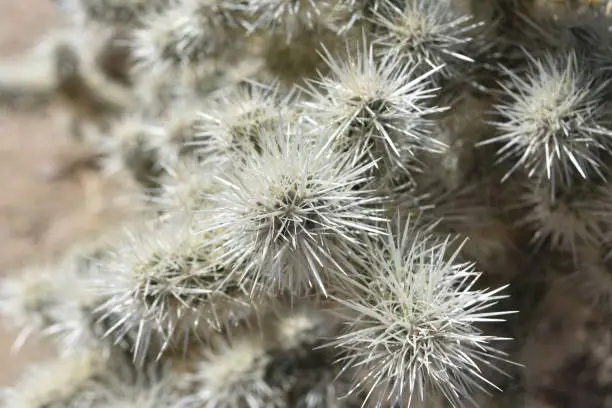 Sharp prickly spines of a cholla cactus in California.