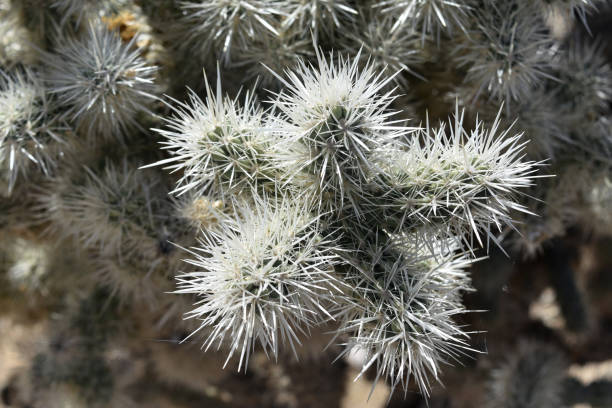 istock Amazing Chola Cactus in the Desert 1221081301