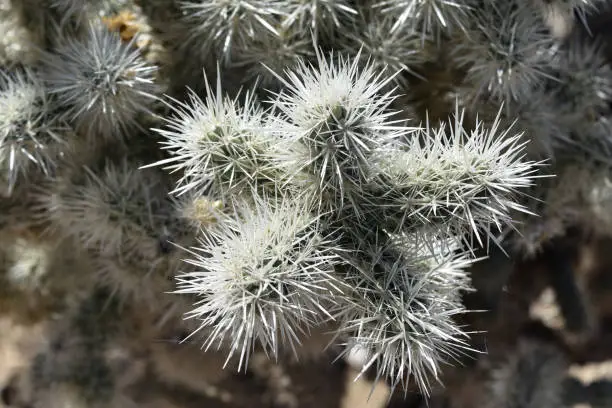 Sharp prickly spines on a cholla cactus.