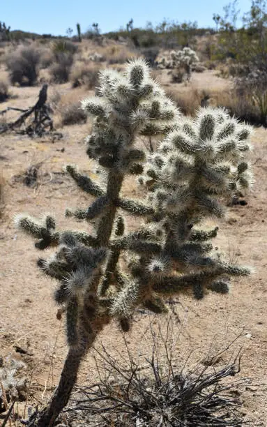Dry arid climate with a cholla cactus.