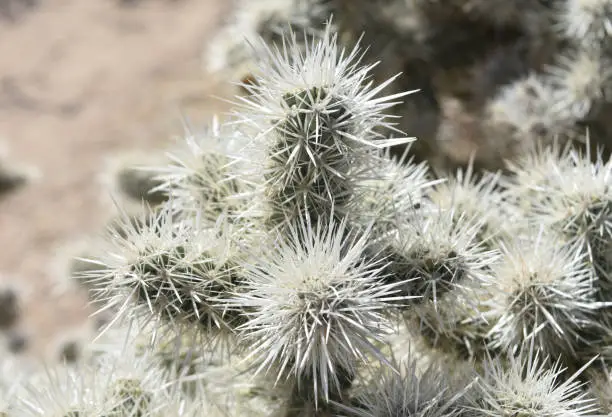 Very prickly sharp white spines on a cholla cactus in the desert.