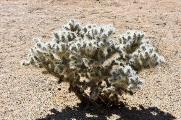 istock Amazing Chola Cactus in the Desert 1221081391
