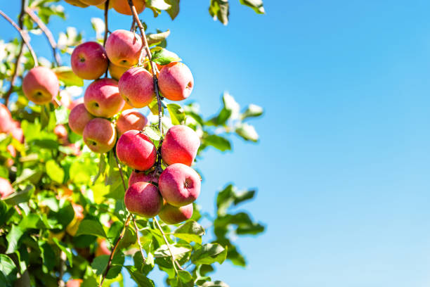 apfelplantage mit baum zweig nahaufnahme von rosa dame obst haufen hängen im garten im herbst herbst bauernhof landschaft in virginia, usa isoliert mit grünen blättern blauen himmel - picking crop harvesting scenics stock-fotos und bilder