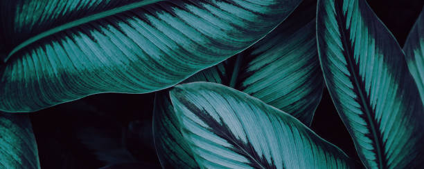 istock green leaves for background and wallpaper 1221089223