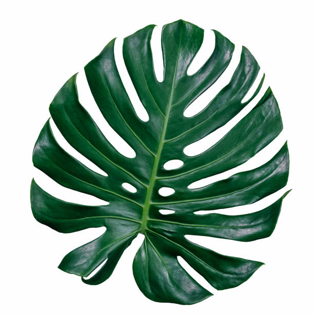istock green leaves for background and wallpaper 1221089228