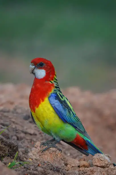The eastern rosella (Platycercus eximius) is a rosella native to southeast of the Australian continent and to Tasmania.