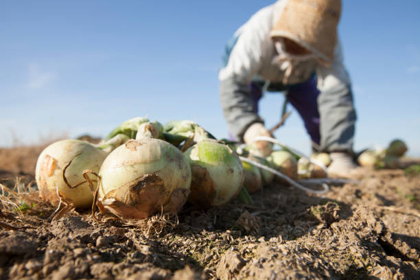 タマネギを収穫する農家 - crop ストックフォトと画像