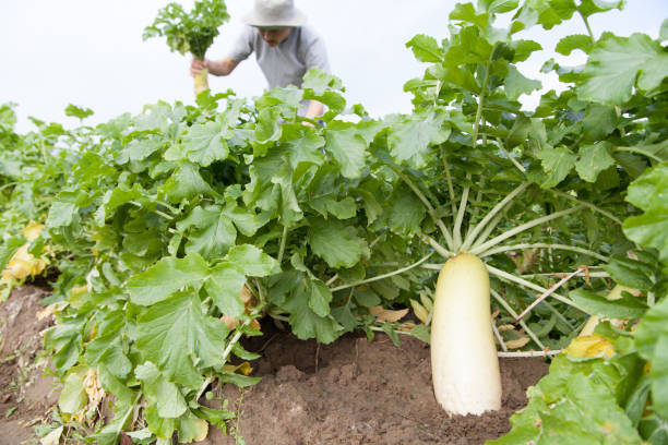 agricoltore raccolta ravanello - raw potato immagine foto e immagini stock