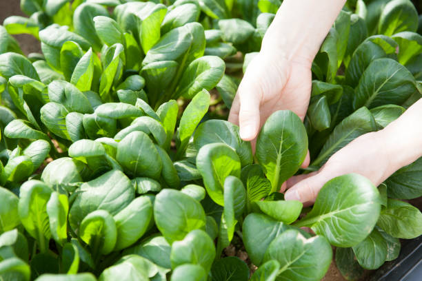 istock japanese mustard spinach and farmer 1221090089