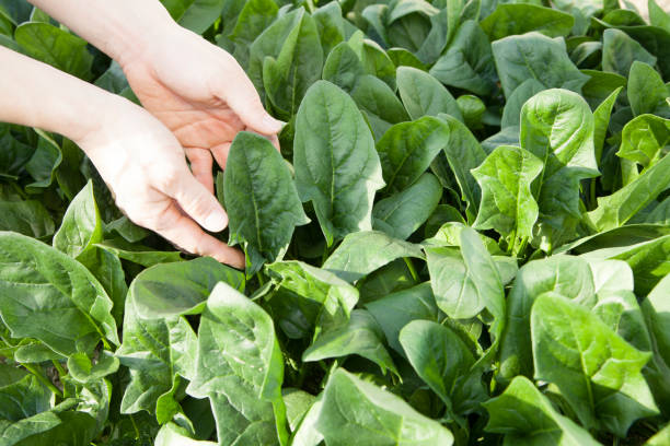 spinacio - human hand gardening vegetable garden farm foto e immagini stock