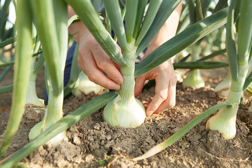 harvesting green onions