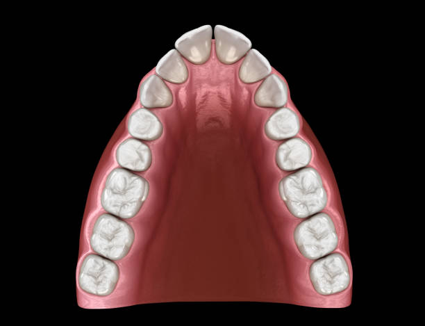 V-shape tapered arch form of maxilla. Medically accurate tooth 3D illustration