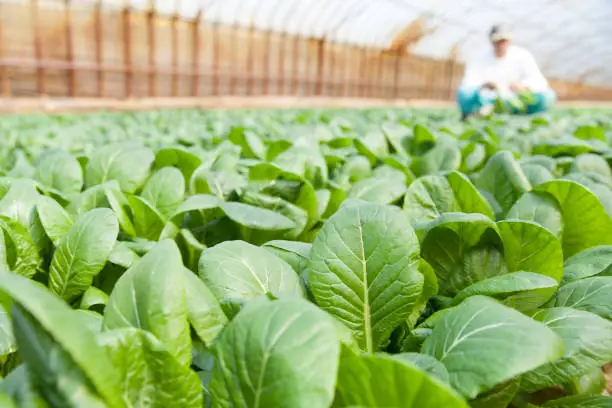 farmer harvesting mustard spinach