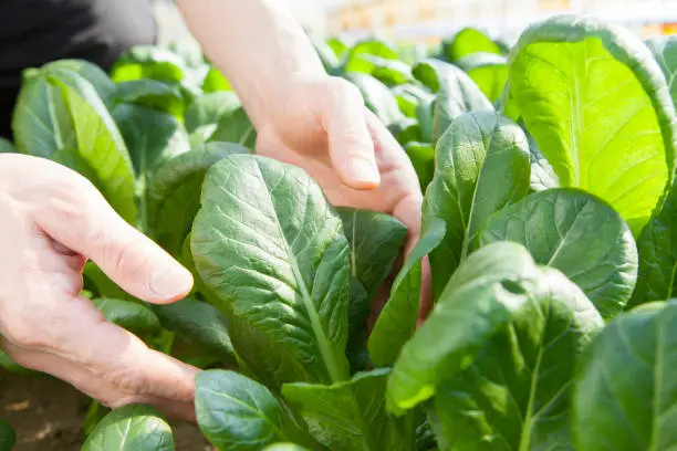 farmer harvesting Japanese mustard spinach