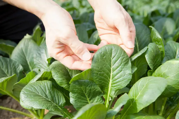 man harvesting Japanese mustard spinach