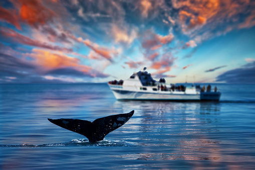 This is a photo of a gray whale's tail off the coast of Southern California with a group of onlookers off in the distance.